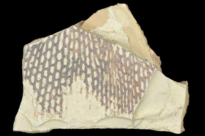 Ordovician Graptolite (Araneograptus) Plate - Morocco #126403